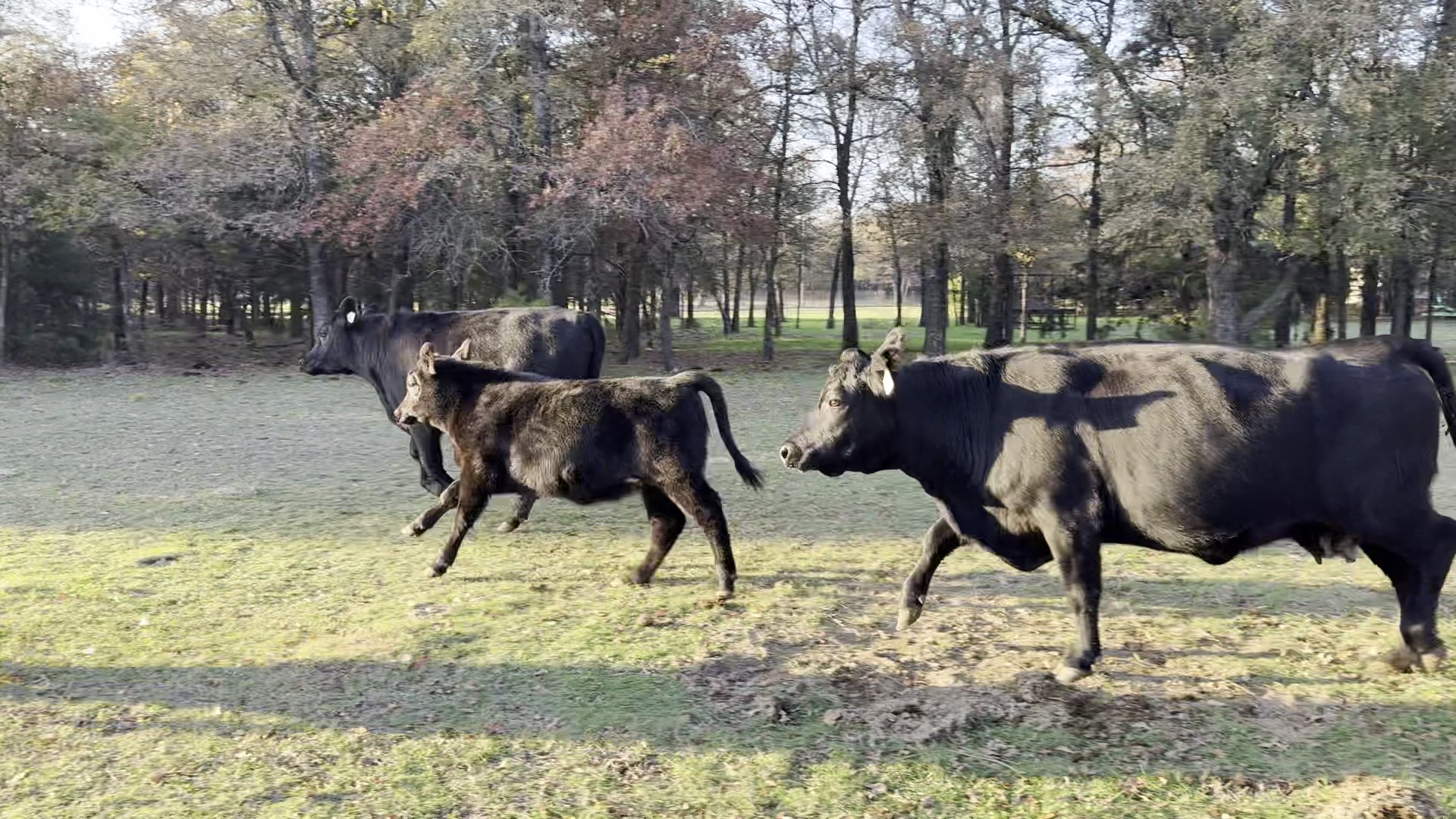 Angus cows and a calf walking across the ranch pasture