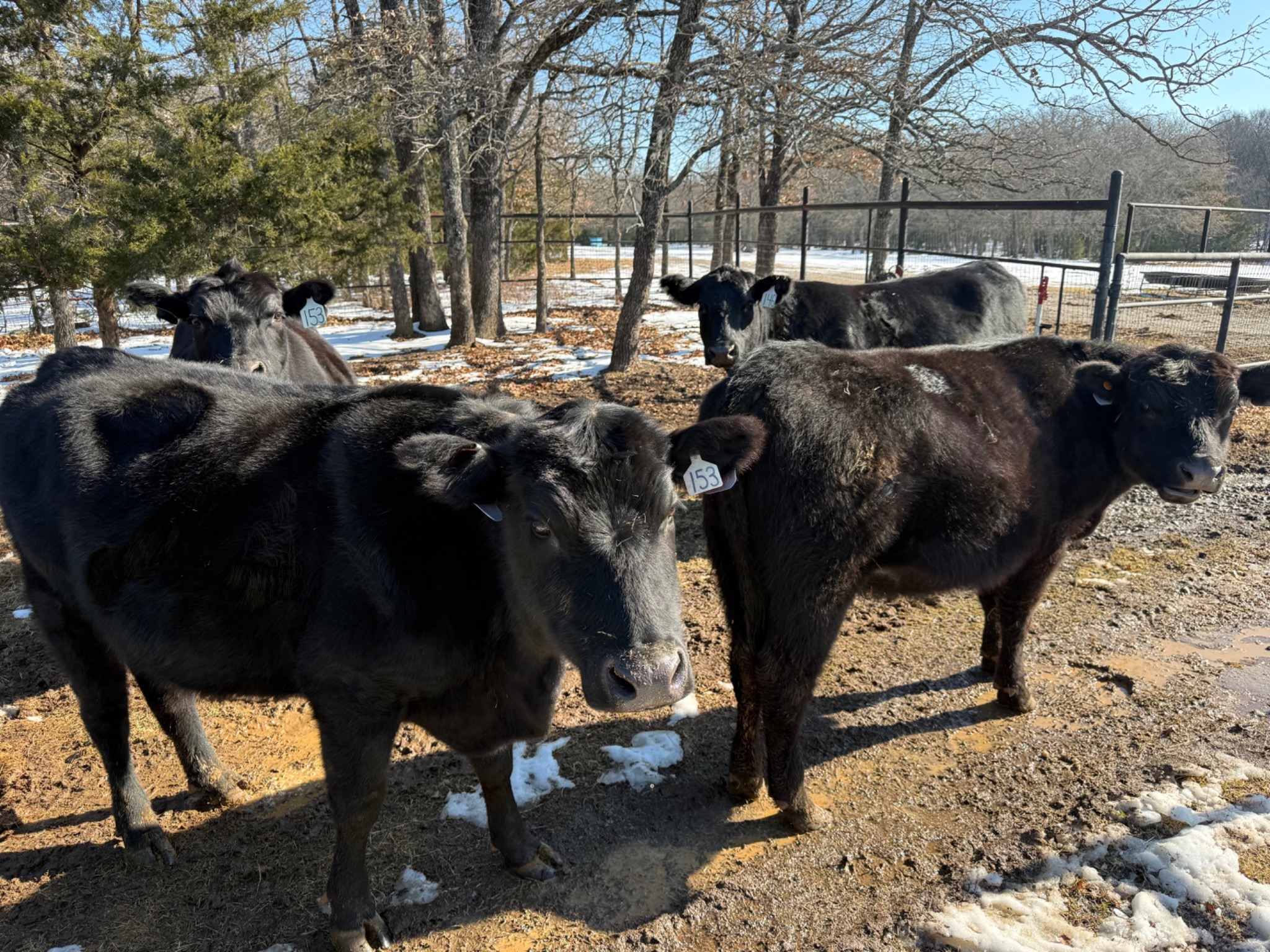 Angus cattle gathered together at the ranch