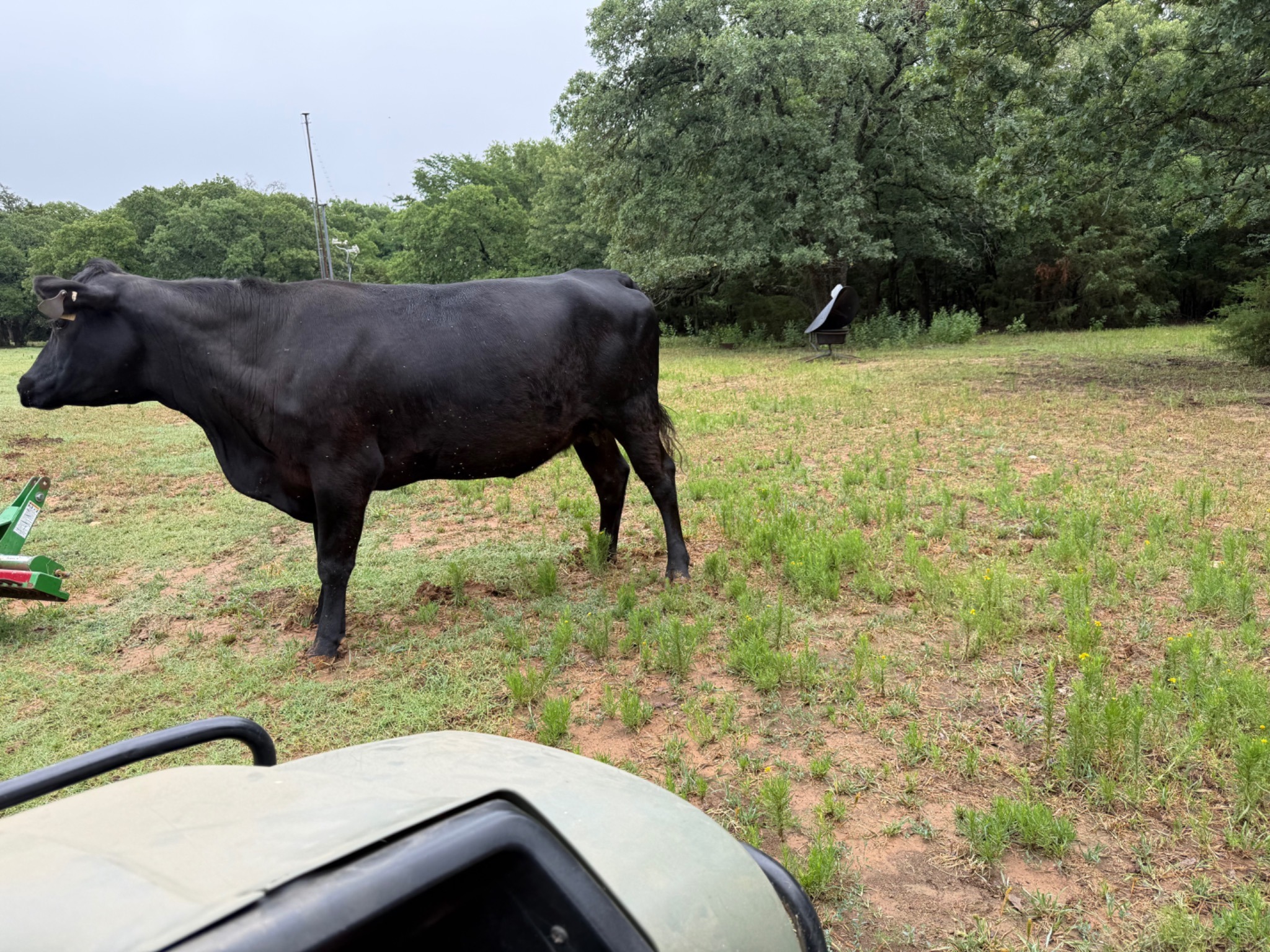Black Angus cow standing in a green pasture
