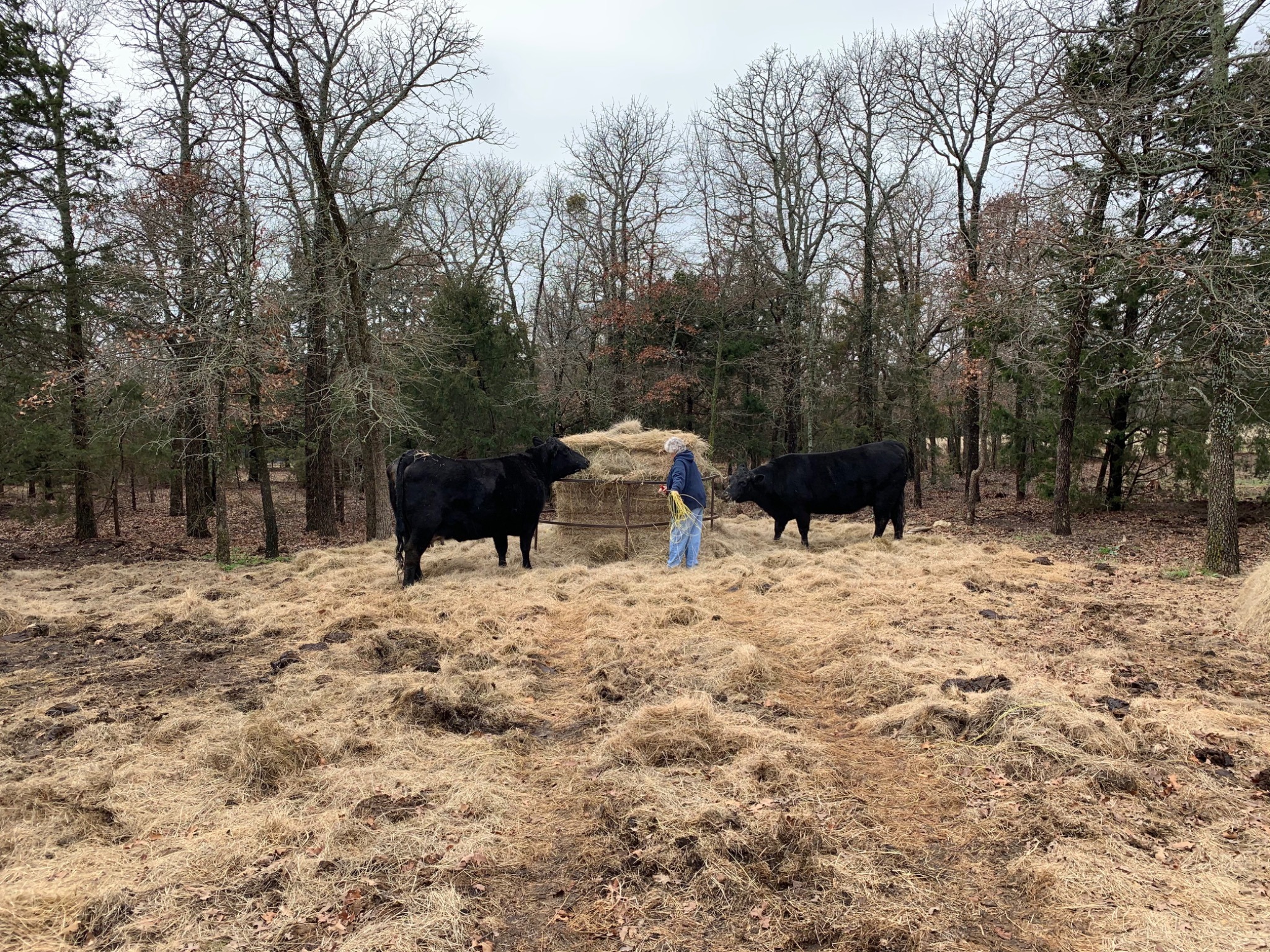 Angus cattle beside a hay bale at the ranch